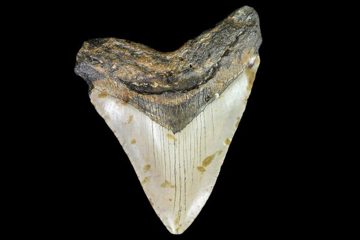 Fossil Megalodon Tooth - North Carolina #108893